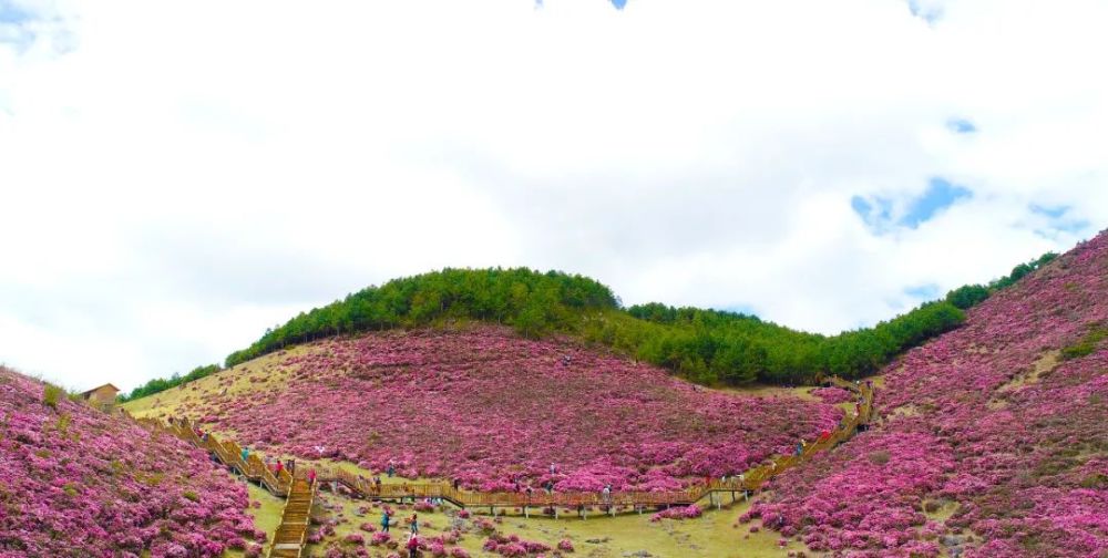 马鹿塘花海全景