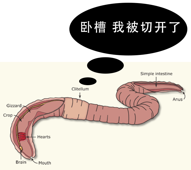 戏那么多吗怎么你指望它还能跟你一样它压根就没有思维意识啊因为蚯蚓