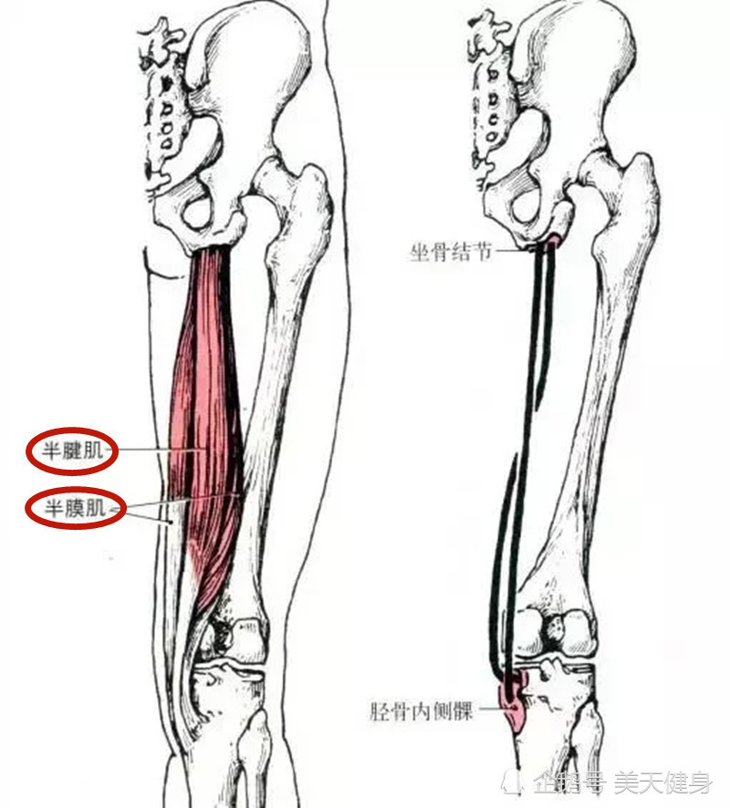 止于:半腱肌止于胫骨上端内侧,半膜肌止于胫骨内侧髁后面.