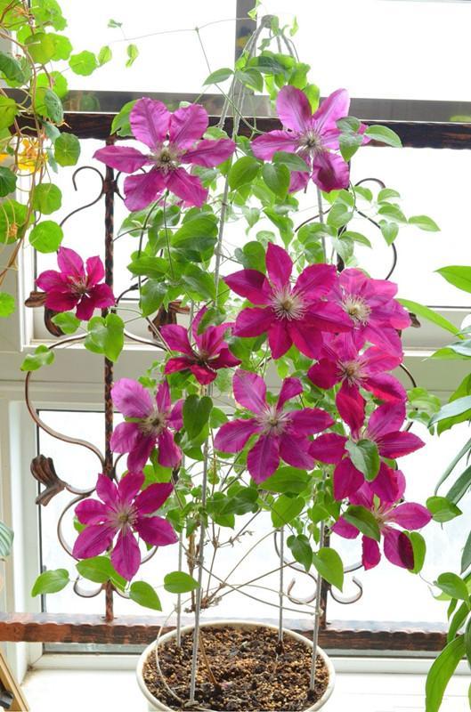 盆栽铁线莲选这款,花大色艳,花期长,养护很容易,室内也能种!
