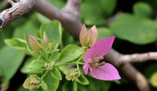 三角梅正在分化花芽,来点"催花水"帮助多,花多都能