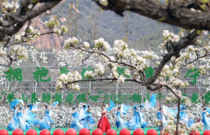 2020鞍山千山梨花节盛大启幕 邀八方来客 共赴春之约