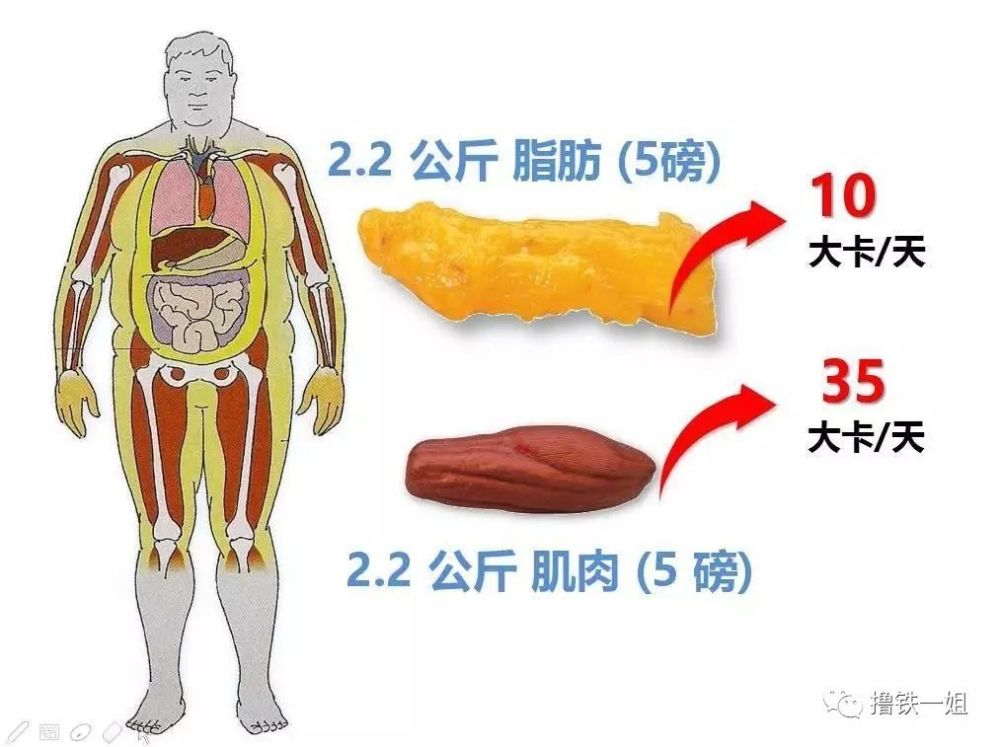 但不会让你看起来变胖,因为肌肉和脂肪两者的体积差别很大