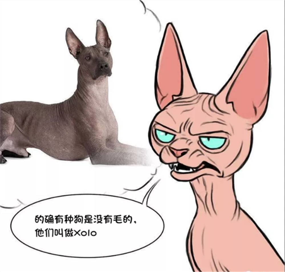 暖心漫画:军犬总是把无毛猫误认成来自外太空,一身