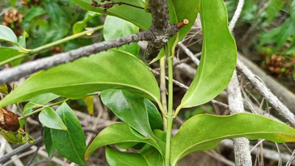 断肠草叶子背面