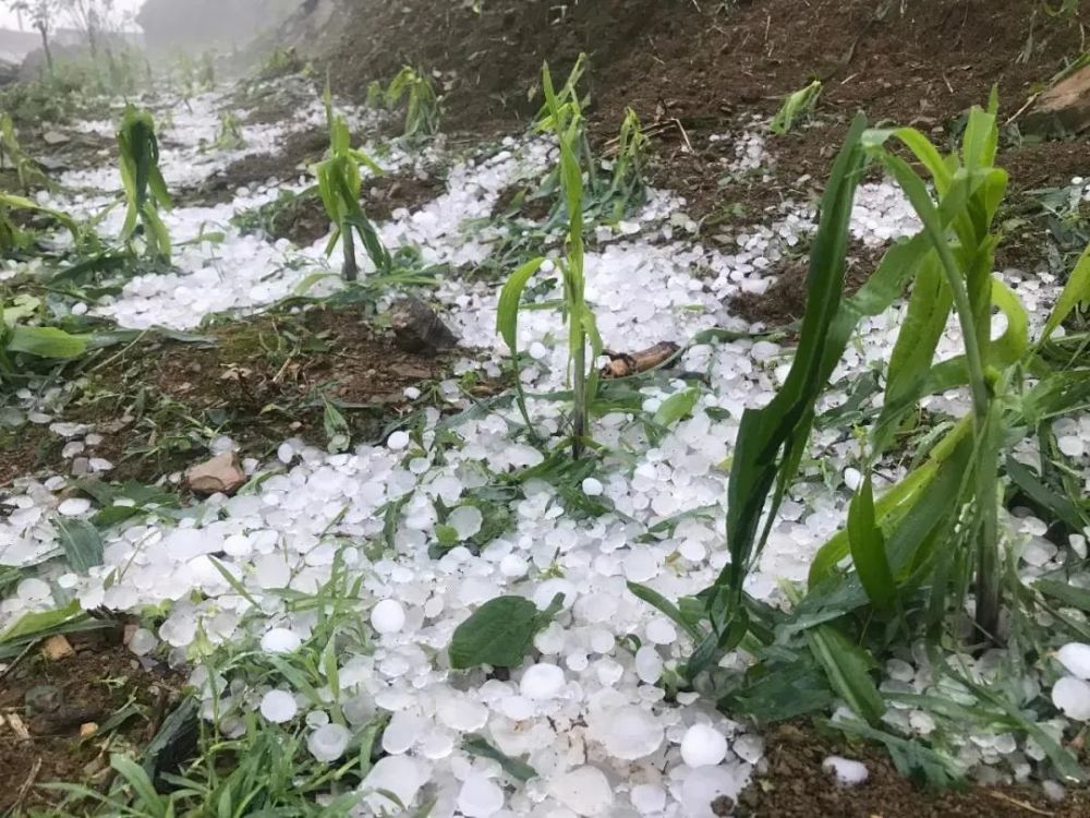 北方多省遭遇大霜冻,云南下冰雹!这些补救措施请