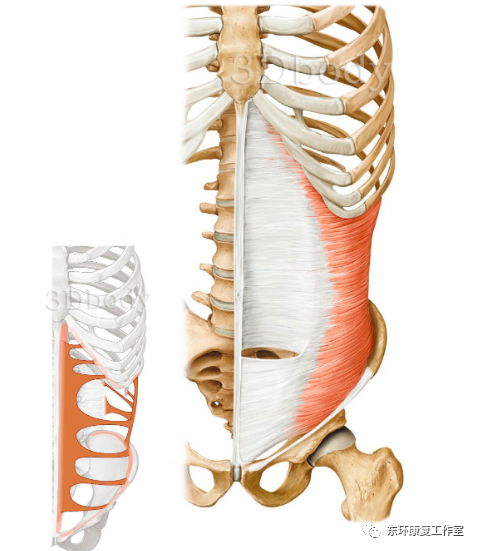 腹横肌解剖学
