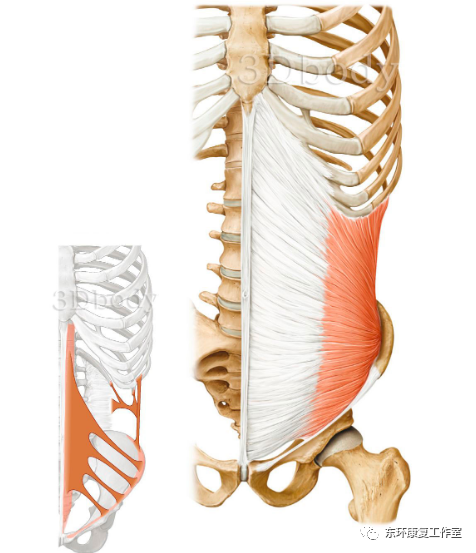 腹内斜肌解剖学