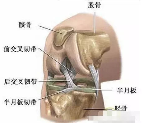 髌骨劳损起病缓慢,最初感膝部隐痛,乏力,以后髌骨周围按压疼痛,劳累