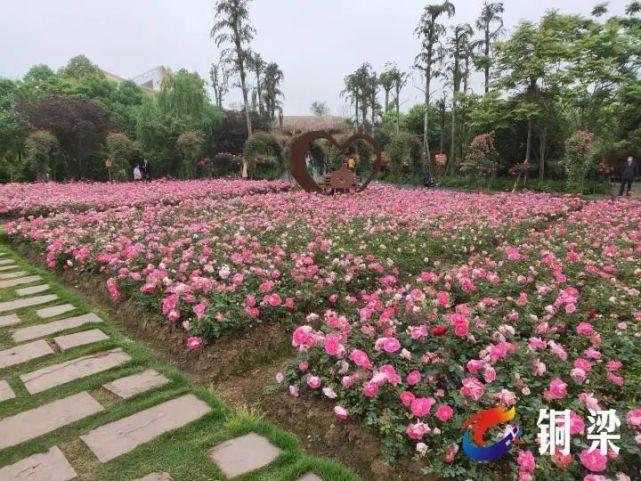 玫瑰花开春意浓 美景如画引客来|玫瑰岛|美景|铜梁|南城街道|西来