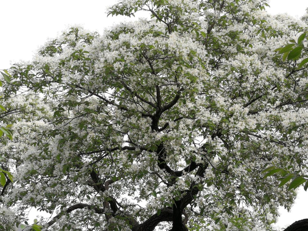 济南降龙木花开如雪,比黄花梨还珍贵,中国仅存一棵