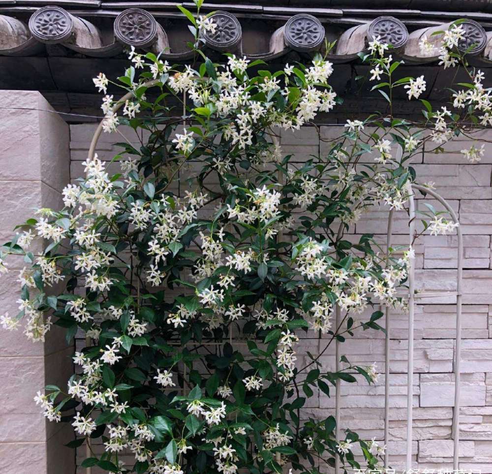 风车茉莉耐寒耐高温,十分好养,风车茉莉是什么原因?
