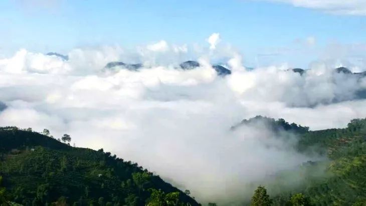 古六大茶山之倚邦古茶山的前世今生