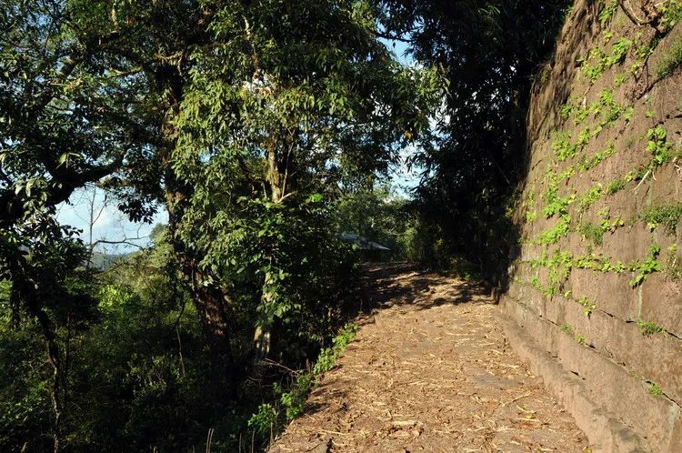 古六大茶山之倚邦古茶山的前世今生