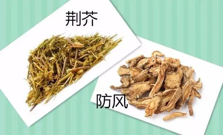 辛温解表药:荆芥与防风