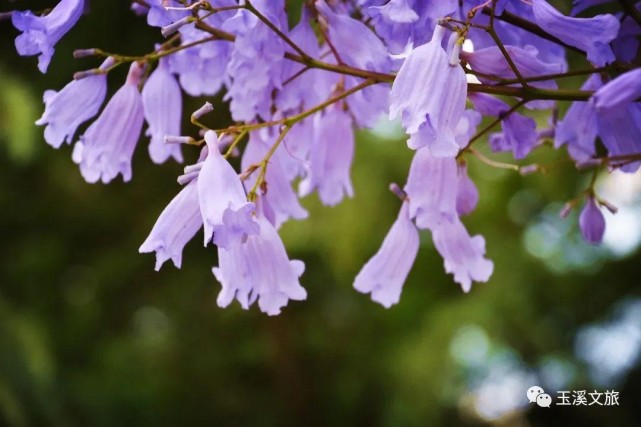 又是一年花开时,在玉溪遇见蓝花楹