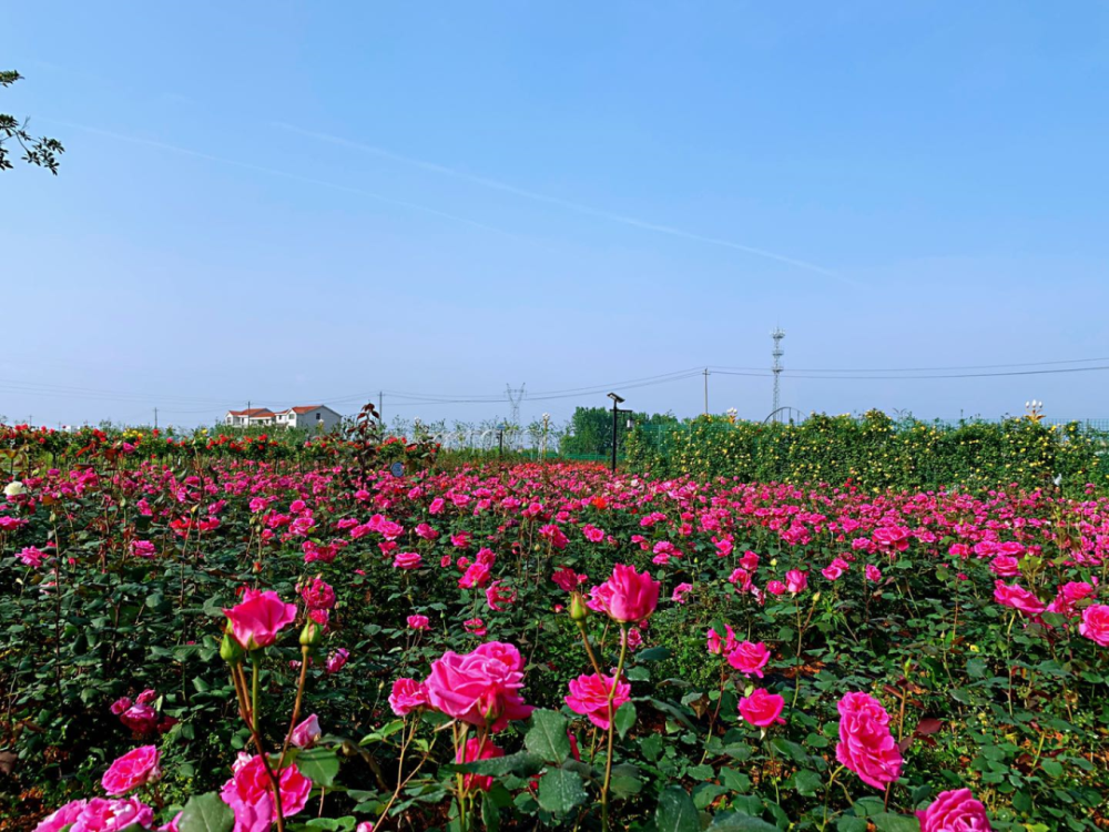 2021江北超大玫瑰月季花海,5月15日起免费玩!门票免费