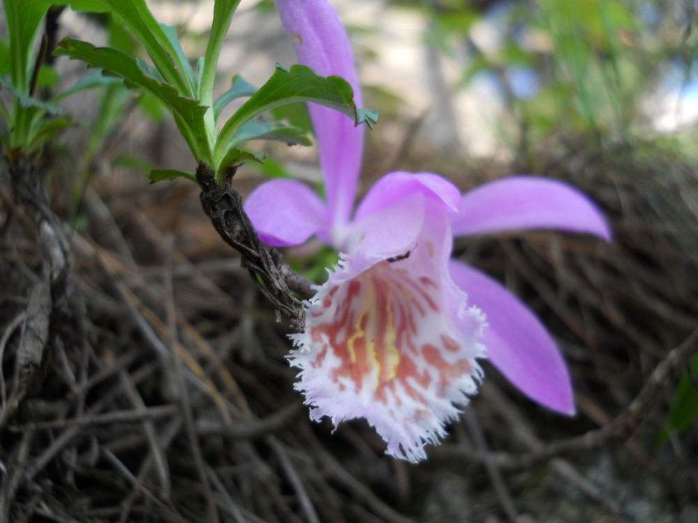 言本草:独蒜兰