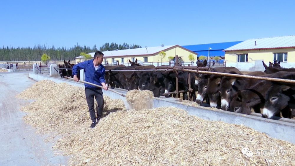 土墩子农场:黑毛驴"驮着"职工奔小康