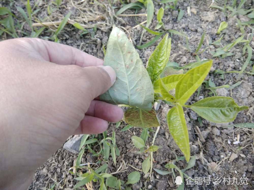 去年的豆角20棵收获100斤,今年刚出土就有病,到底是为啥