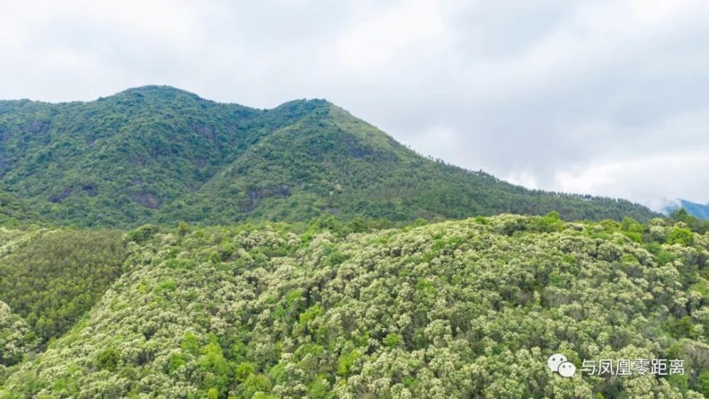 四月雪花盖凤凰山