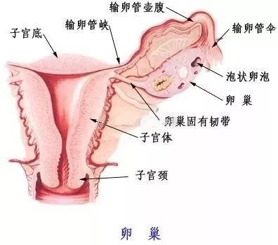 我们先来了解一下卵巢是个什么样的存在: 打开腾讯