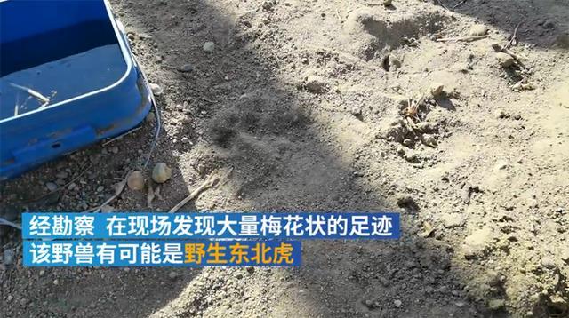 东北的老虎下山川西的豹子进村被捕食的为何都是狗