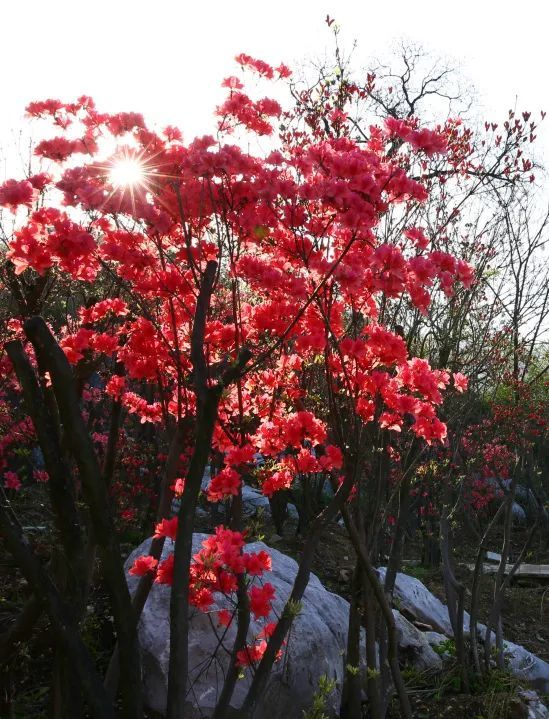 红花,绿树 构成了一幅幅绝妙的画卷 春风袭来,阳光渐暖 一树树映山红
