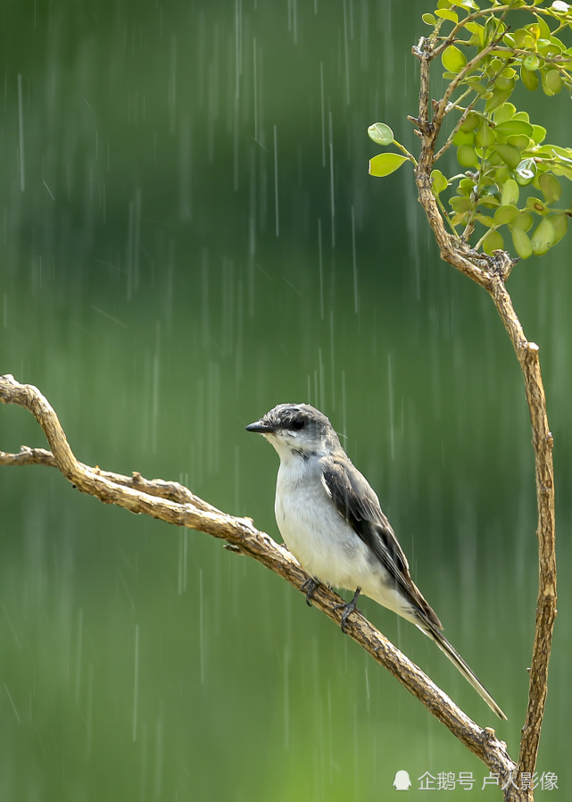 雨中的灰山椒小鸟,挺立在枝头