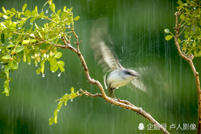 雨中的灰山椒小鸟,挺立在枝头