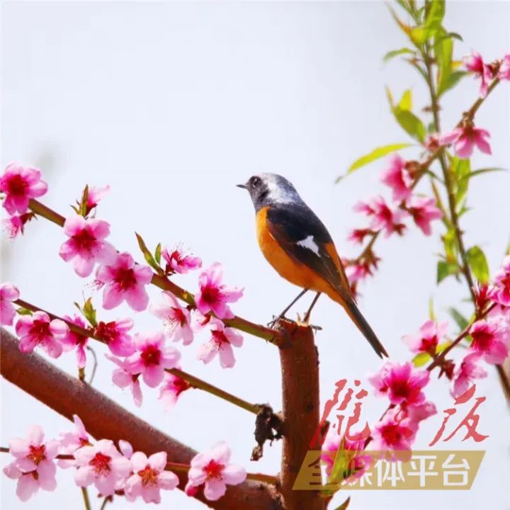 阵阵花香,引来鸟儿在枝头停留,在林间飞舞,在树上筑巢.