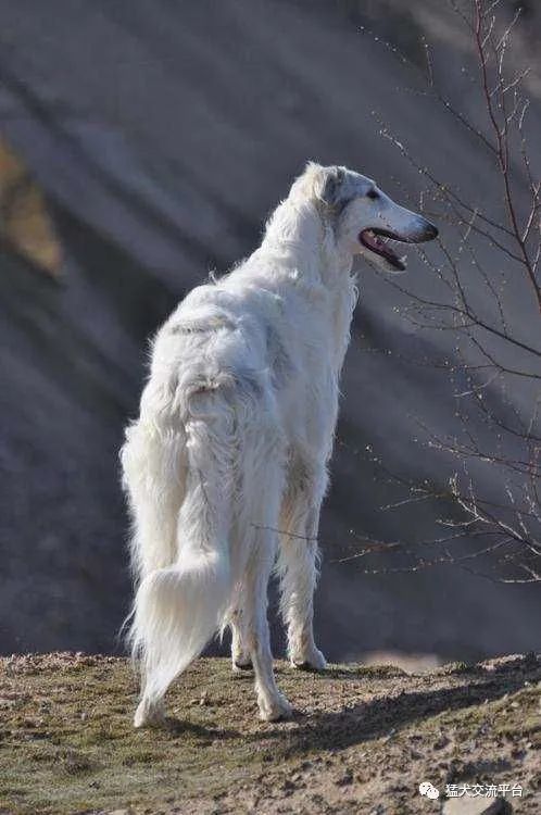 优秀的苏俄猎狼犬