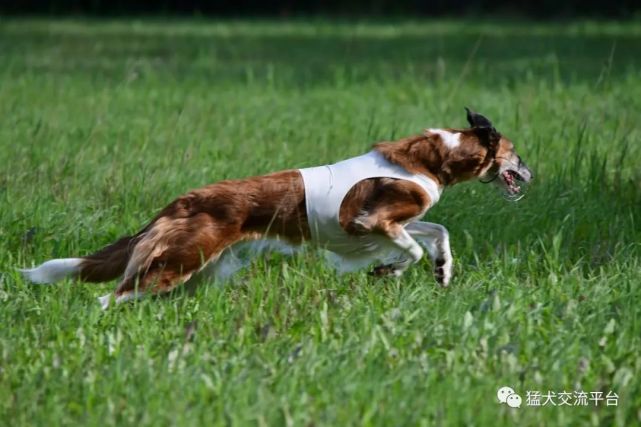 优秀的苏俄猎狼犬