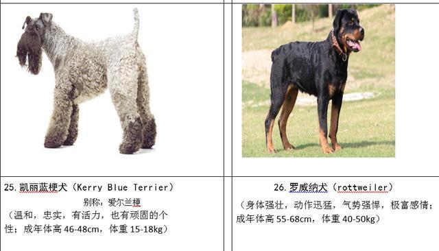 阿拉斯加 松狮犬禁养 佛山市禁养烈性犬名录公布