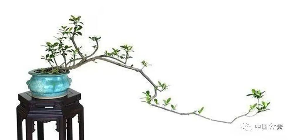 赏玩盆景:人知足就会快乐,心简单就会幸福!
