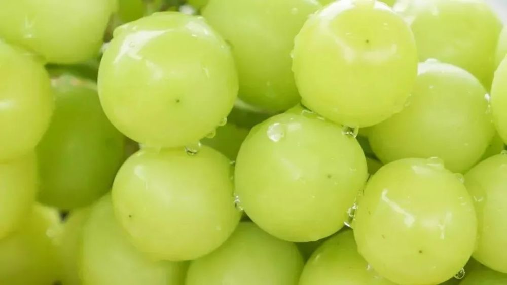 这一颗颗宛如绿翡翠的葡萄 被米易的阳光亲吻过后自带光环 清甜多汁