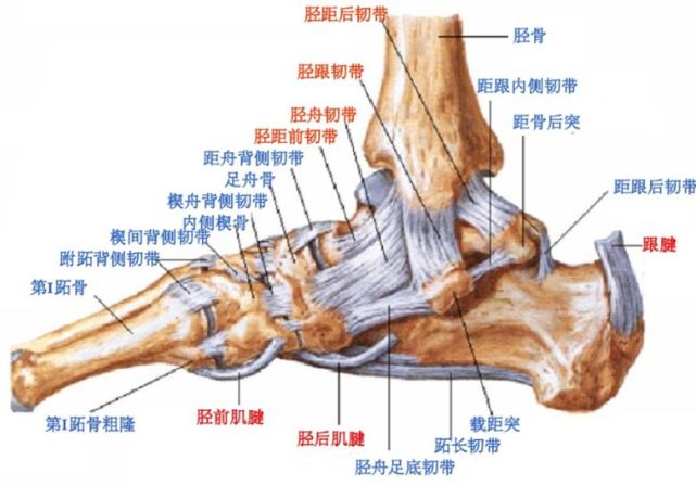 踝关节mri解剖及7种常见损伤类型影像表现