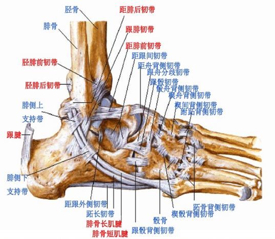 踝关节mri解剖及7种常见损伤类型影像表现