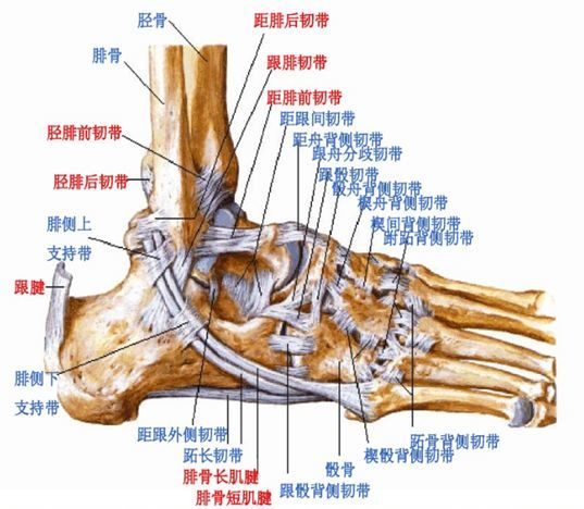 联合韧带;2.外侧副韧带;3.三角韧带;4.距跟韧带.