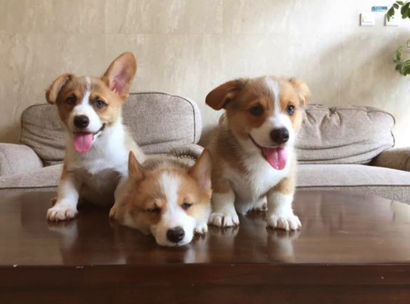 惩罚柯基犬时的4个禁忌