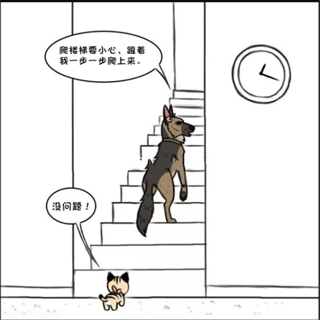 搞笑漫画:军犬请小家猫到家里做客,小短腿爬楼梯很是费劲,军犬耐心