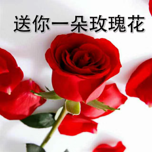 中老年表情包,送你一朵玫瑰花,祝你天天好心情!