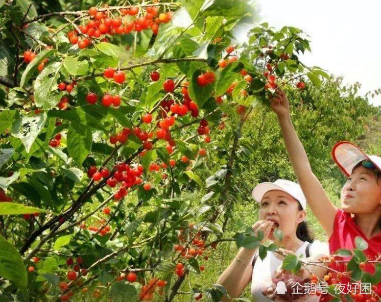 在不摘樱桃,成都周边采摘樱桃的地方有哪些?