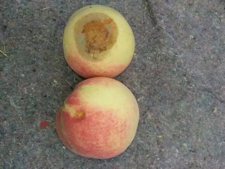 桃树炭疽病如何防治?