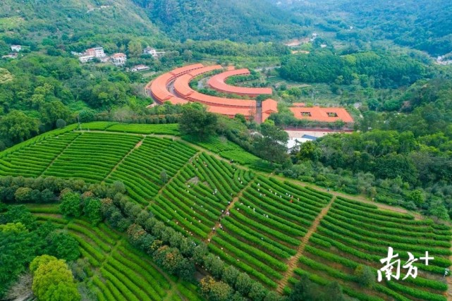 梅州雁南飞茶田景区28日恢复开放,五一约起?