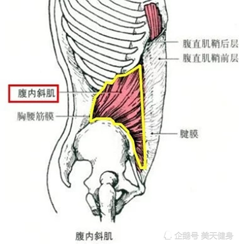 腹内斜肌位于腹外斜肌的深层面,肌纤维由外下方向内上方斜行, 呈"a"字