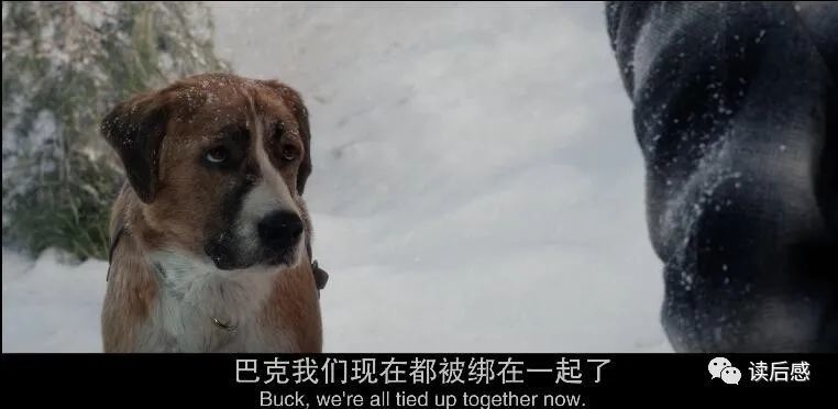 巴克被贩卖到了育空地区,被当地邮局买走,加入邮局送信的雪橇犬行列.