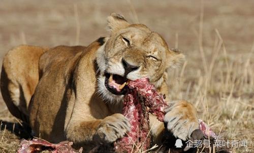 人类为什么不吃食肉动物的肉?这其中有什么秘密吗