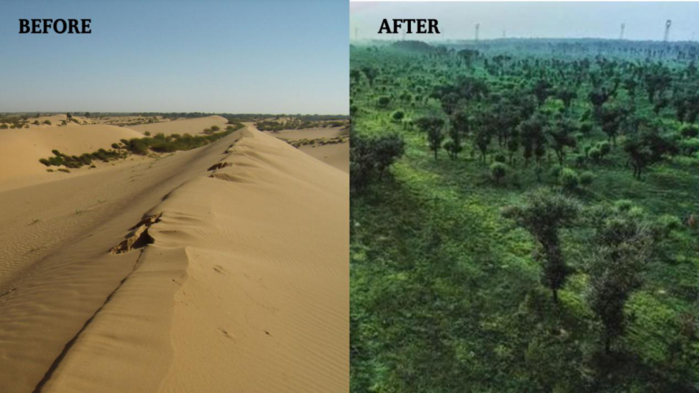 毛乌素沙漠将从陕西版图"消失":栽种树木可绕地球赤道