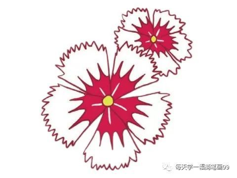 每天学一幅简笔画-石竹花简笔画的画法步骤教程及图片